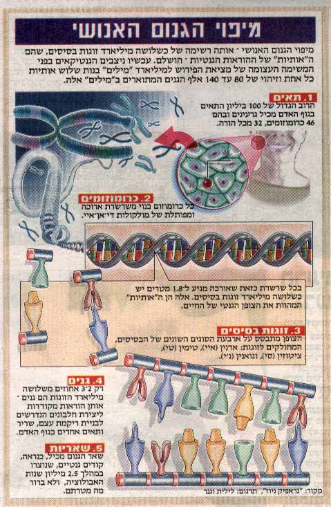מיפוי הגנום האנושי