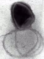 Flagellum