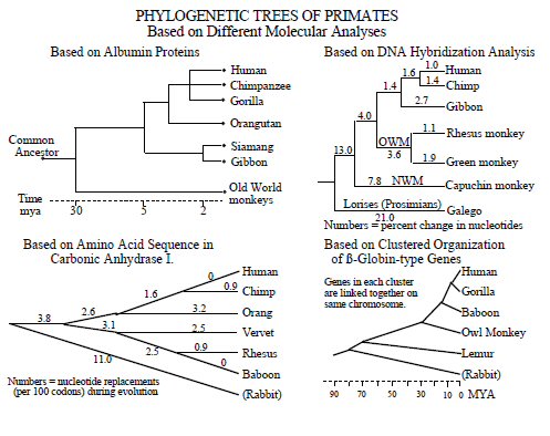 
עצים פילוגנטיים
