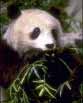 panda פנדה