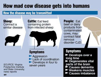 madcow